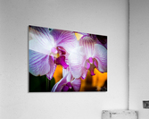 Orchids II Acrylic Print