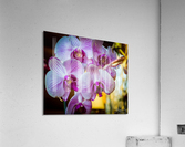 Orchids I Acrylic Print