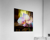 Good Morning Acrylic Print