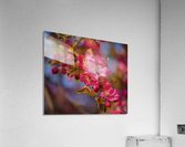 Delicate Pink Acrylic Print