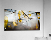 Through a Rain Drop Acrylic Print