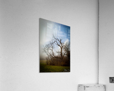 Stand Out Acrylic Print