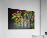 Spring has Sprung Acrylic Print