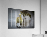 Gosling III Acrylic Print