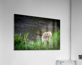 Gosling II Acrylic Print