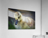 Gosling IV Acrylic Print