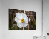 White Flower Acrylic Print