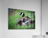 Goslings V Acrylic Print