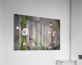 Budding Flower Acrylic Print