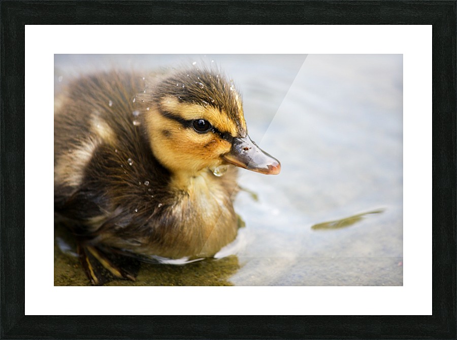 Vienna_ Picture Frame print