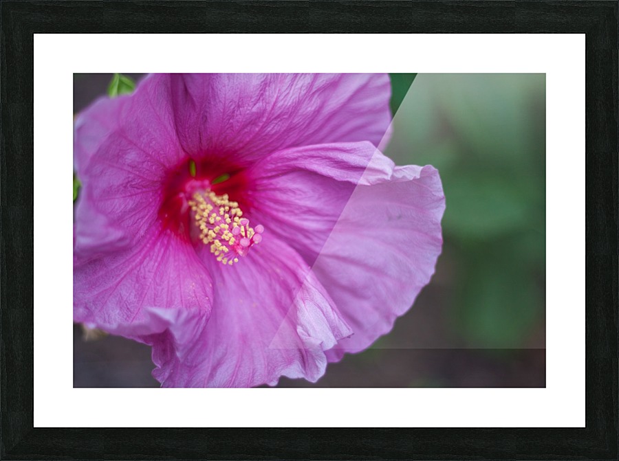 Flowers_ Picture Frame print