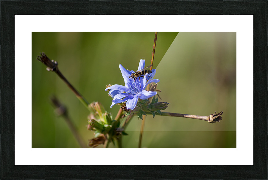 Flowers_ Picture Frame print