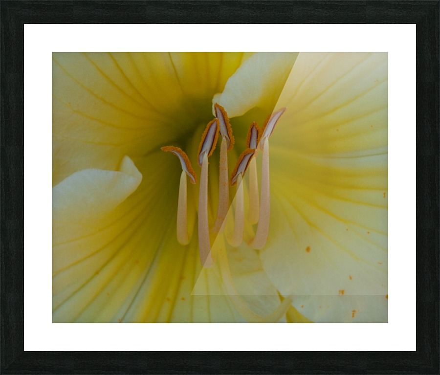 Flowers_ Picture Frame print