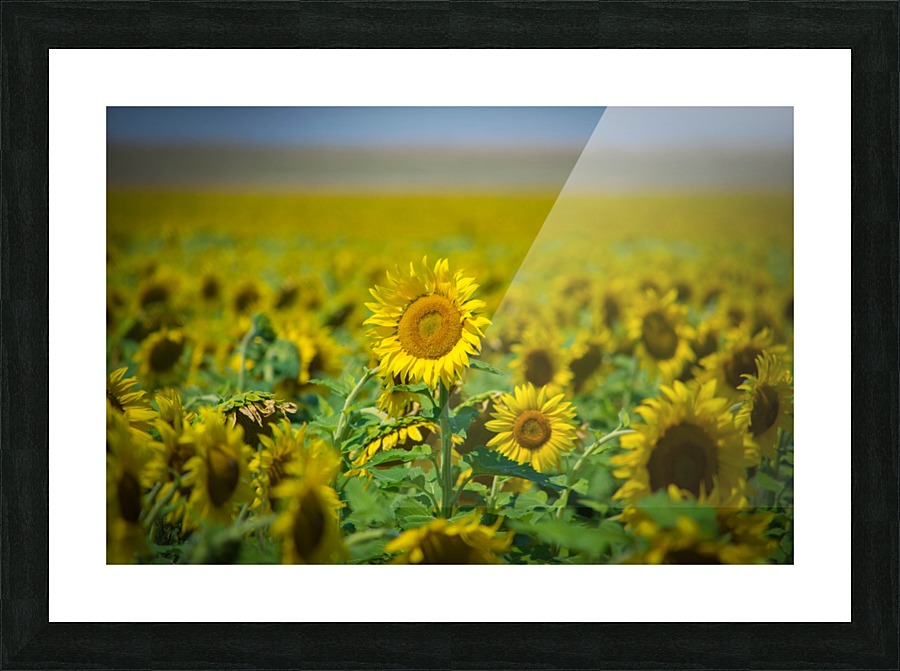 Wyoming_Solar_Eclipse Picture Frame print