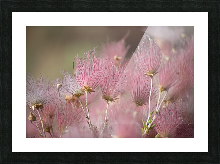 Arizona_ Picture Frame print
