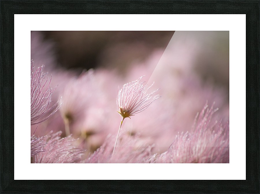 Arizona_ Picture Frame print