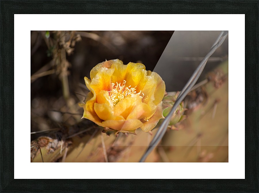 Arizona_ Picture Frame print