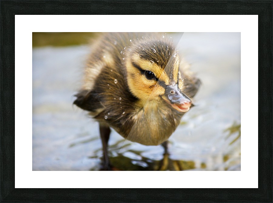 Vienna_ Picture Frame print
