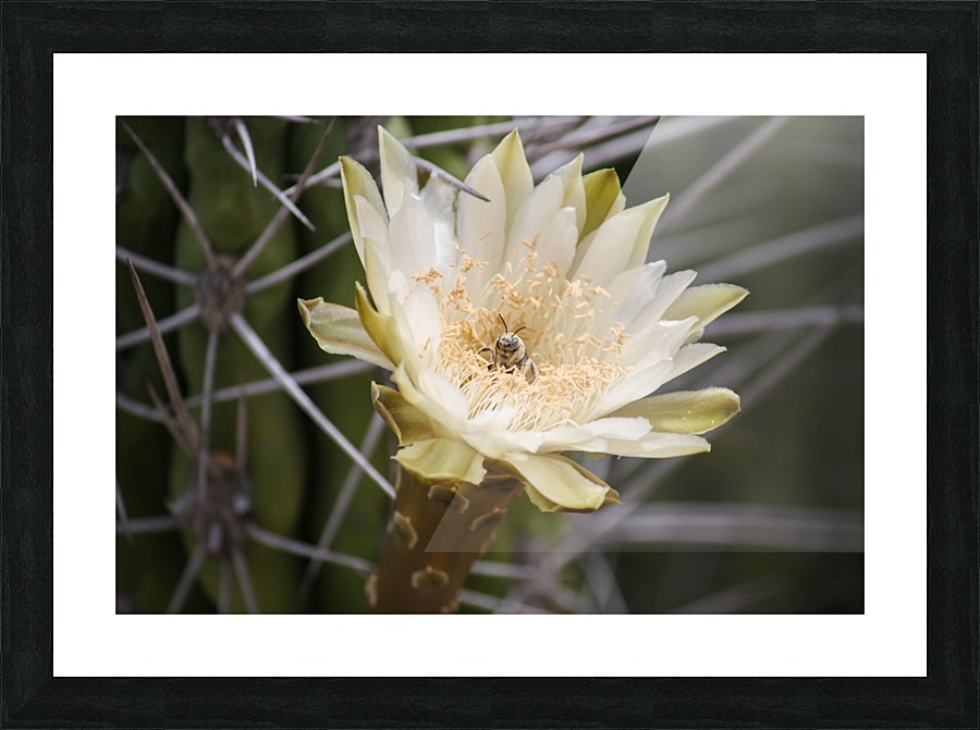 Beeutiful Bee Picture Frame print