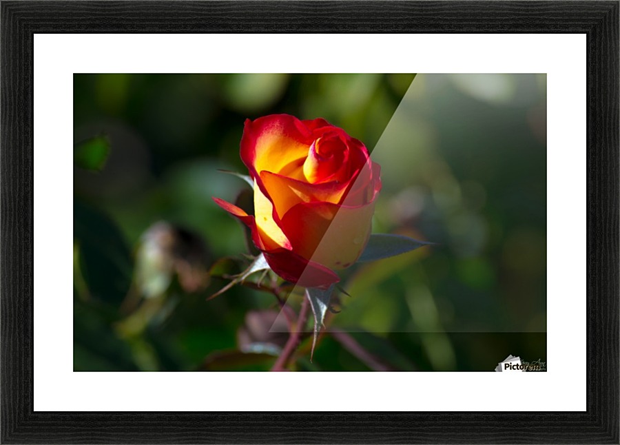 Phases Listening Picture Frame print