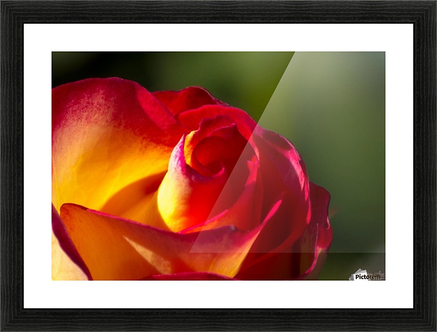 Phases Growing Picture Frame print