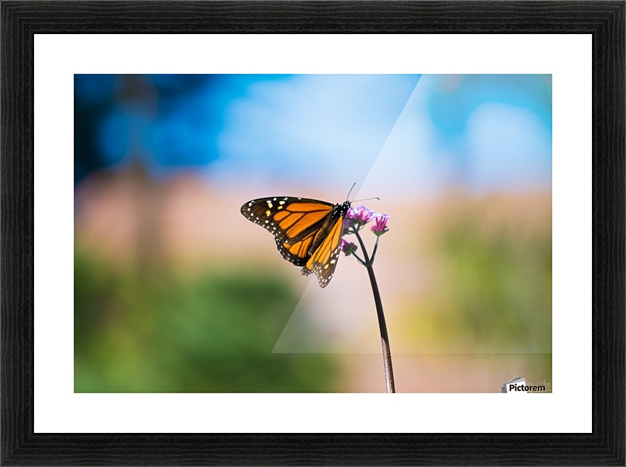 Simplicity Picture Frame print