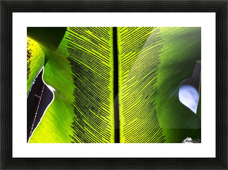 Transparent Picture Frame print