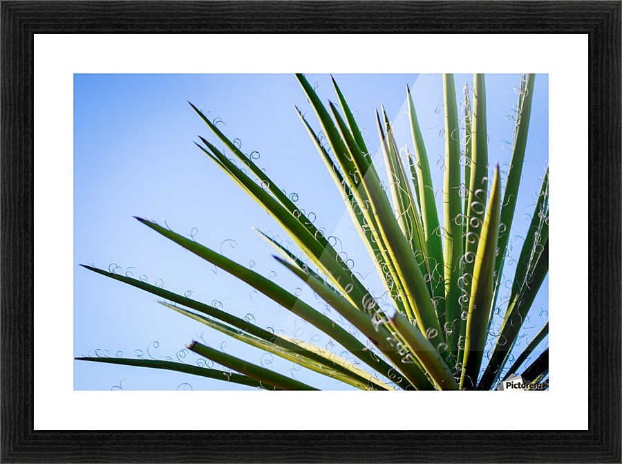 Loops IV Picture Frame print