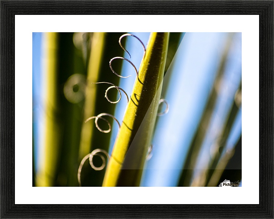 Loops I Picture Frame print