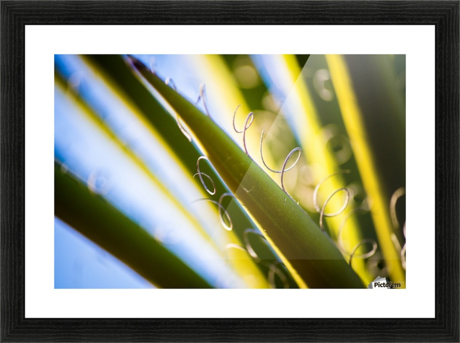 Loops II Picture Frame print