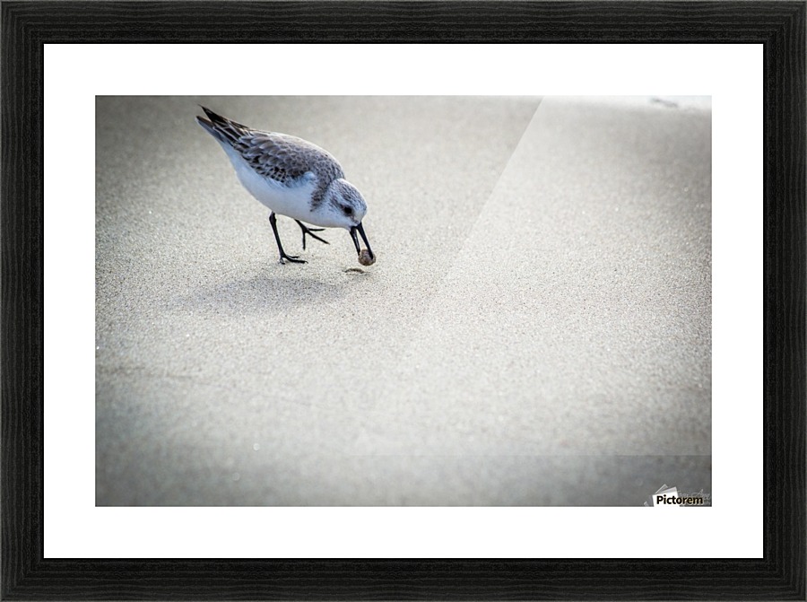 Bird IV Picture Frame print