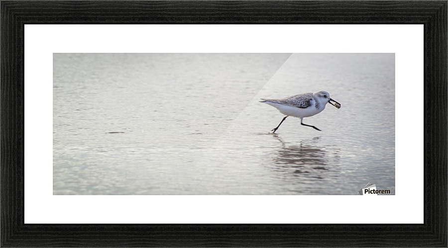 Bird III Picture Frame print
