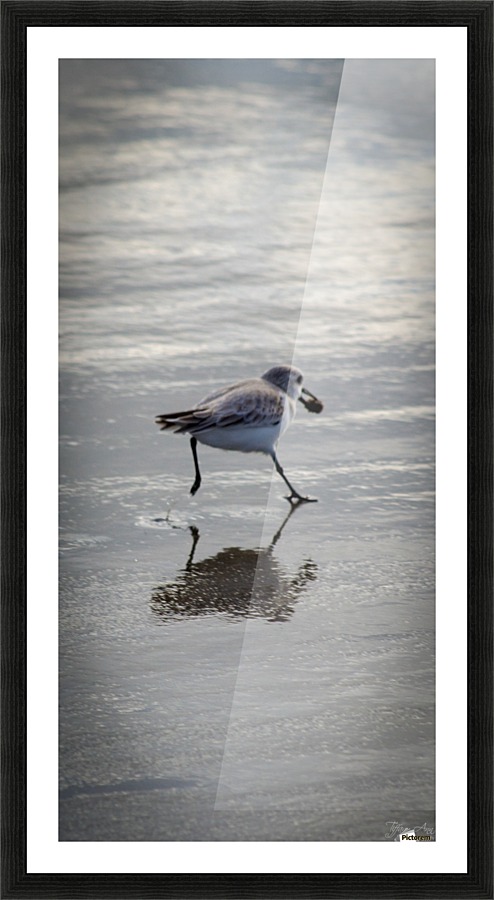 Bird II Picture Frame print