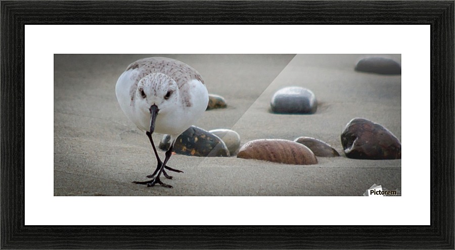 Bird I Picture Frame print