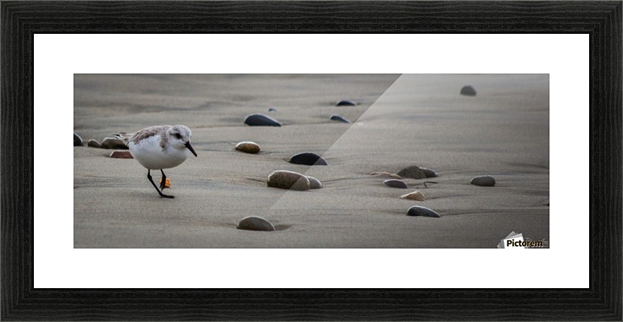 Bird V Picture Frame print