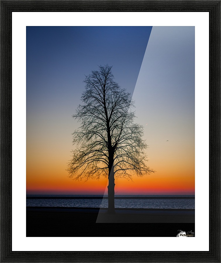 Trees IV Picture Frame print