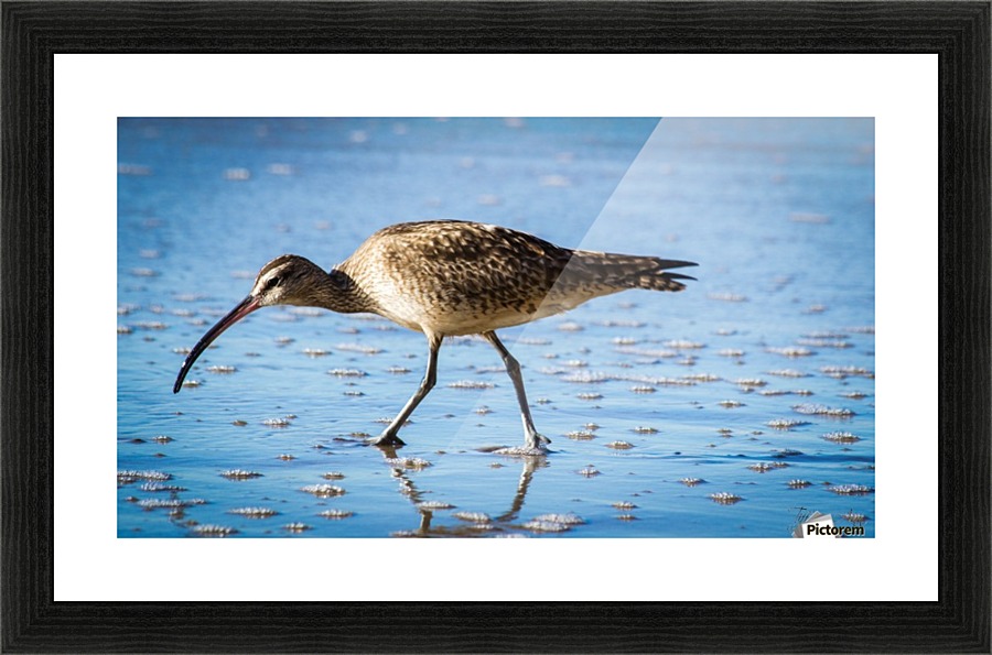 Bird VI Picture Frame print