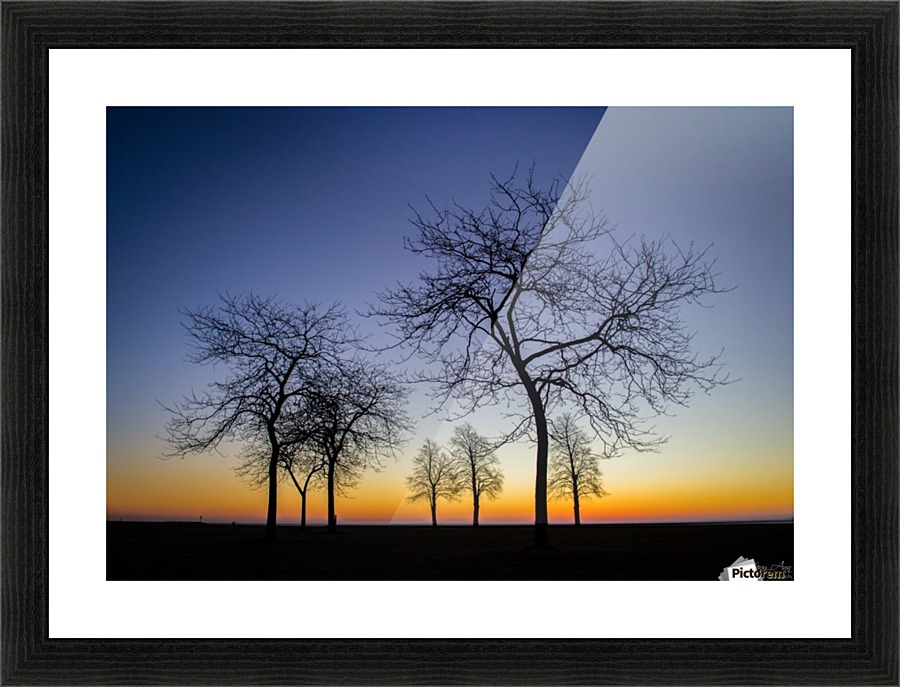 Trees I Picture Frame print