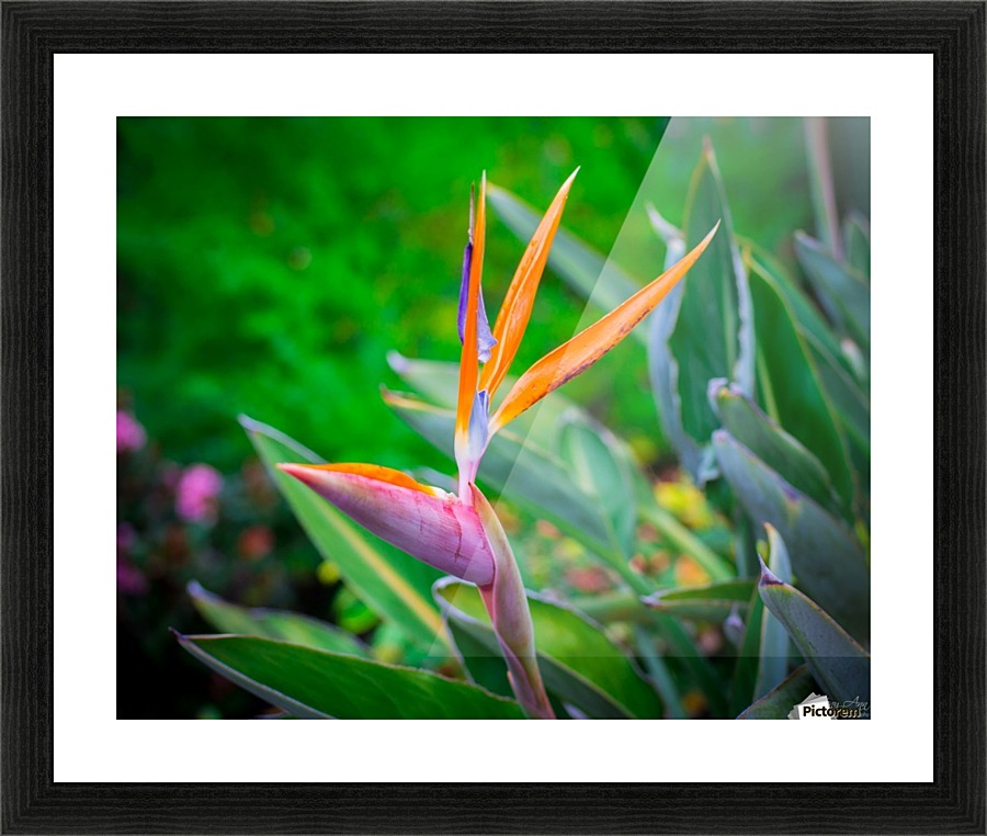 Hello There Picture Frame print