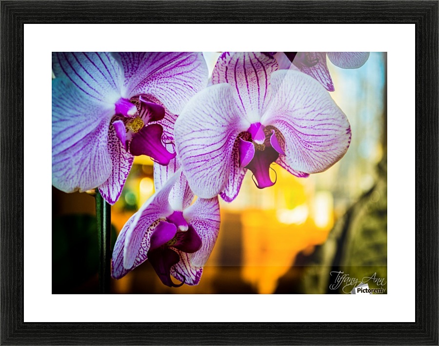 Orchids III Picture Frame print