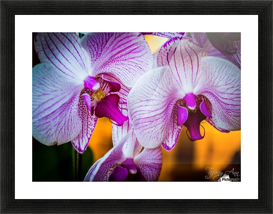 Orchids II Picture Frame print