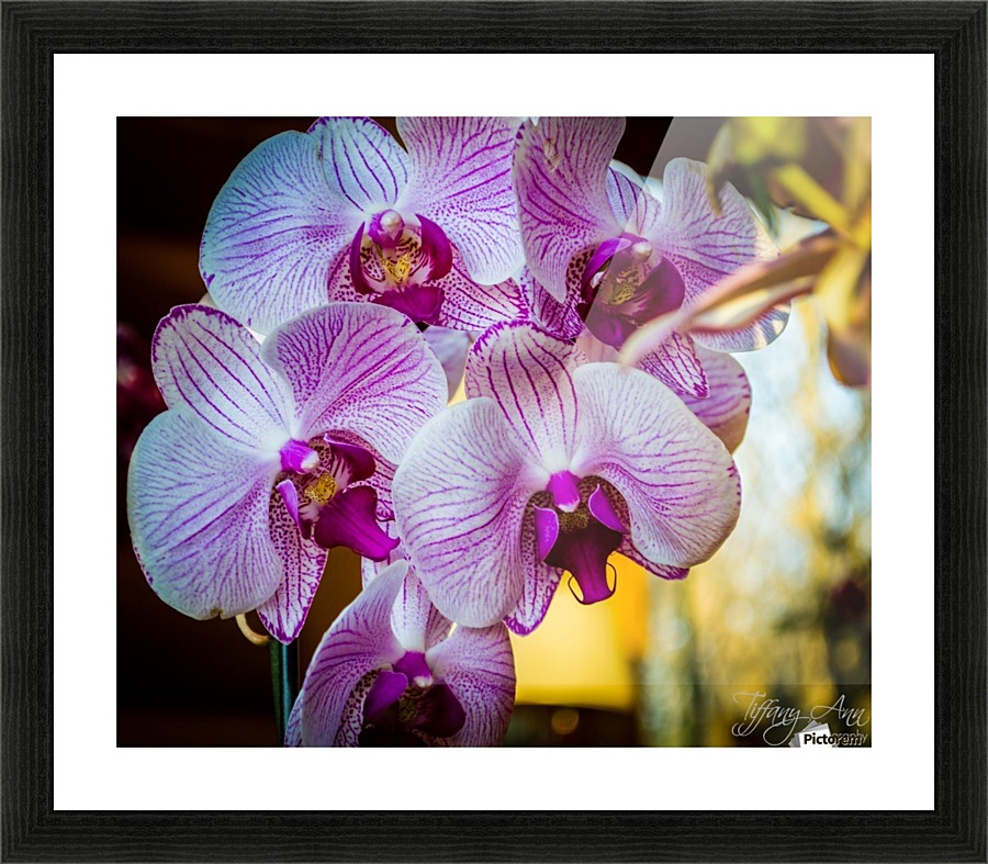 Orchids I Picture Frame print