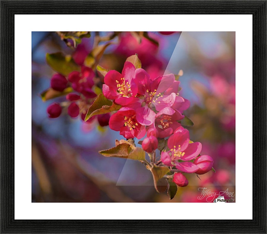 Delicate Pink Picture Frame print