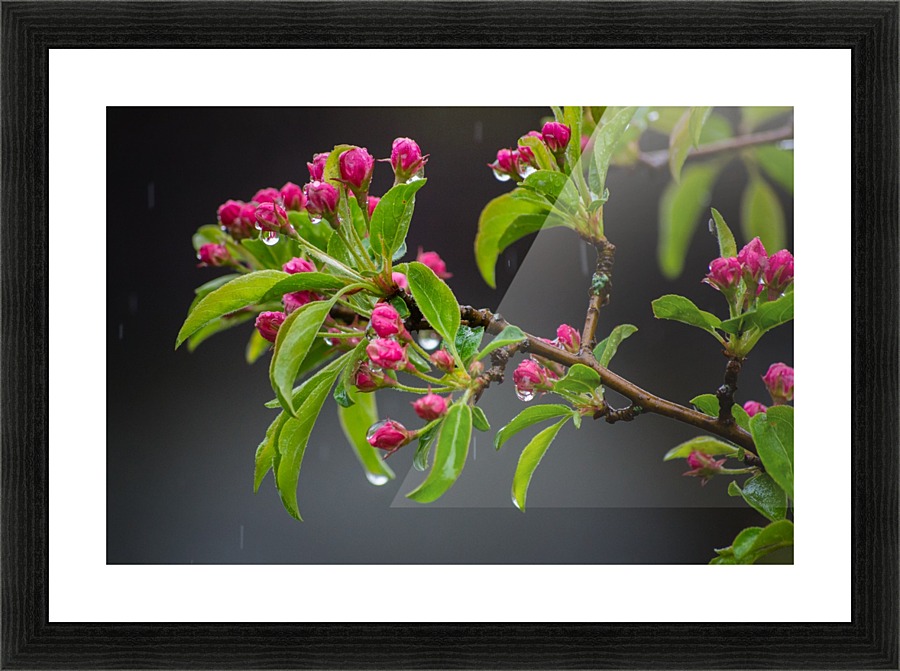 Spring has Sprung Picture Frame print