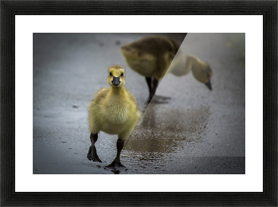 Gosling III Picture Frame print