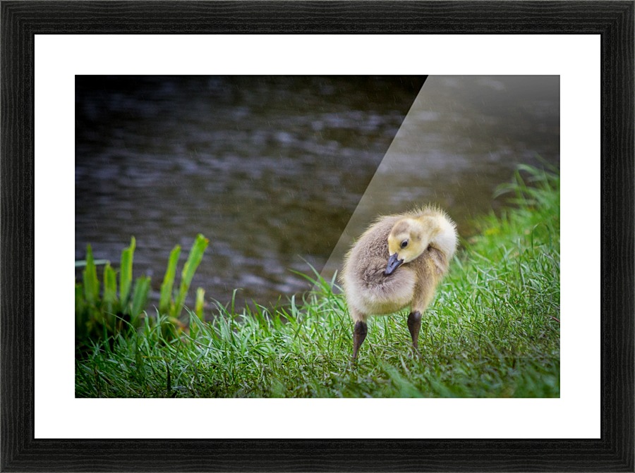Gosling II Picture Frame print