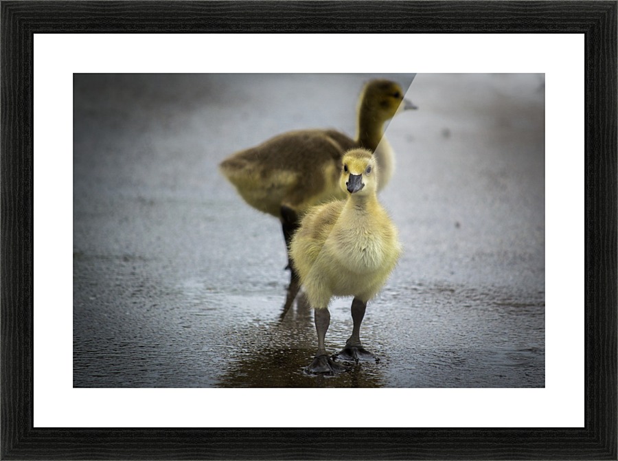 Gosling I Picture Frame print