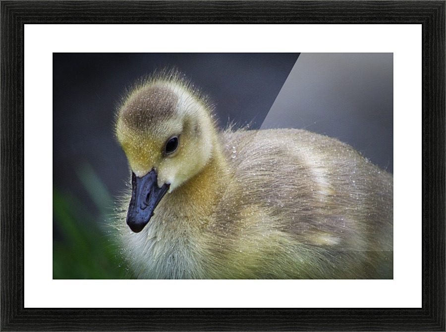 Gosling IV Picture Frame print