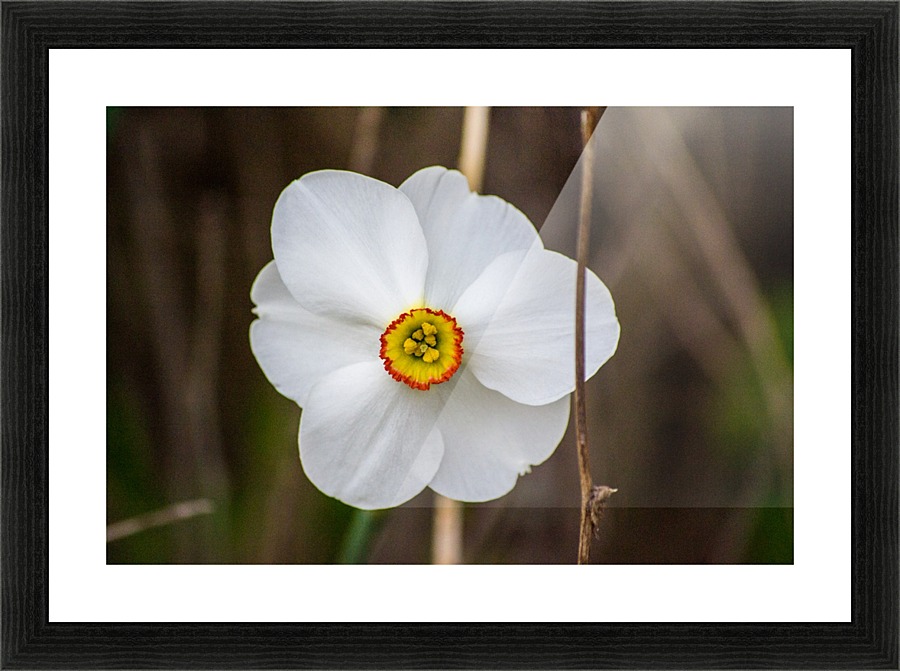 White Flower Picture Frame print