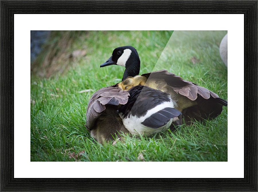 Goslings V Picture Frame print